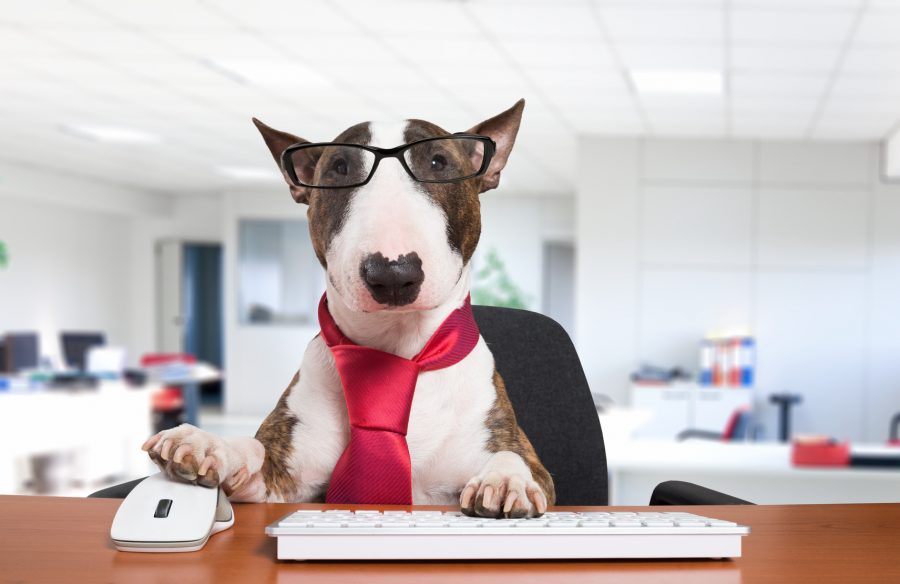Your Pet and Your Career